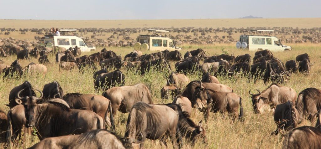 Great Migration Safari Tanzania