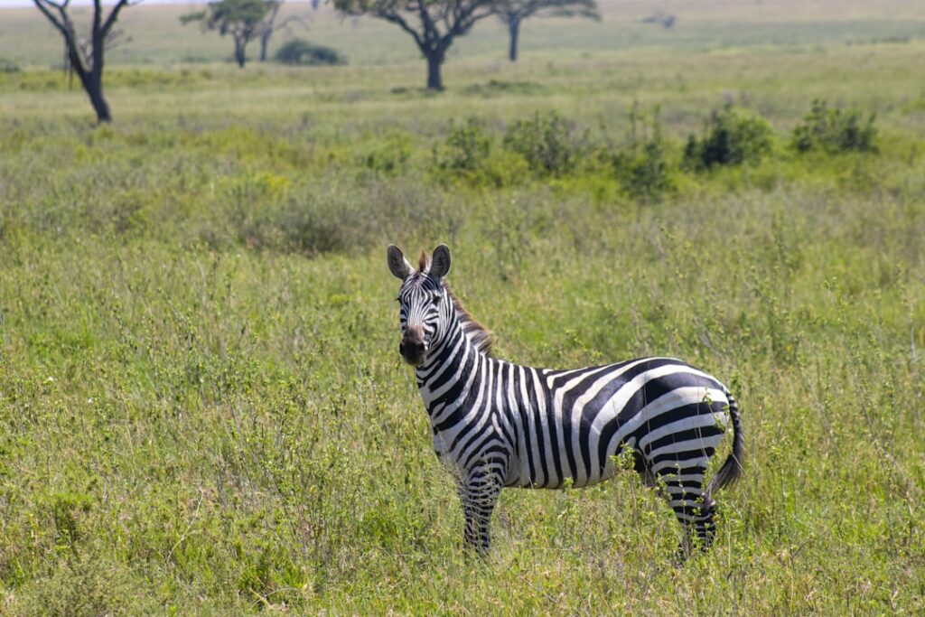 Your First Safari in Tanzania: Everything I Wish I Knew Before Visiting the Serengeti
