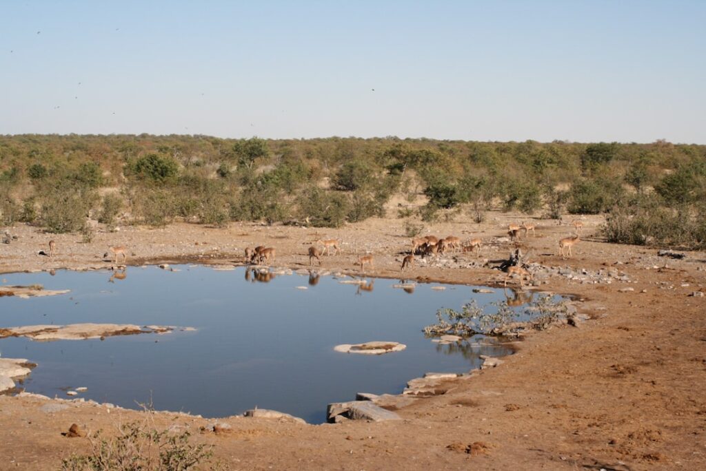 Uganda safari best time to visit