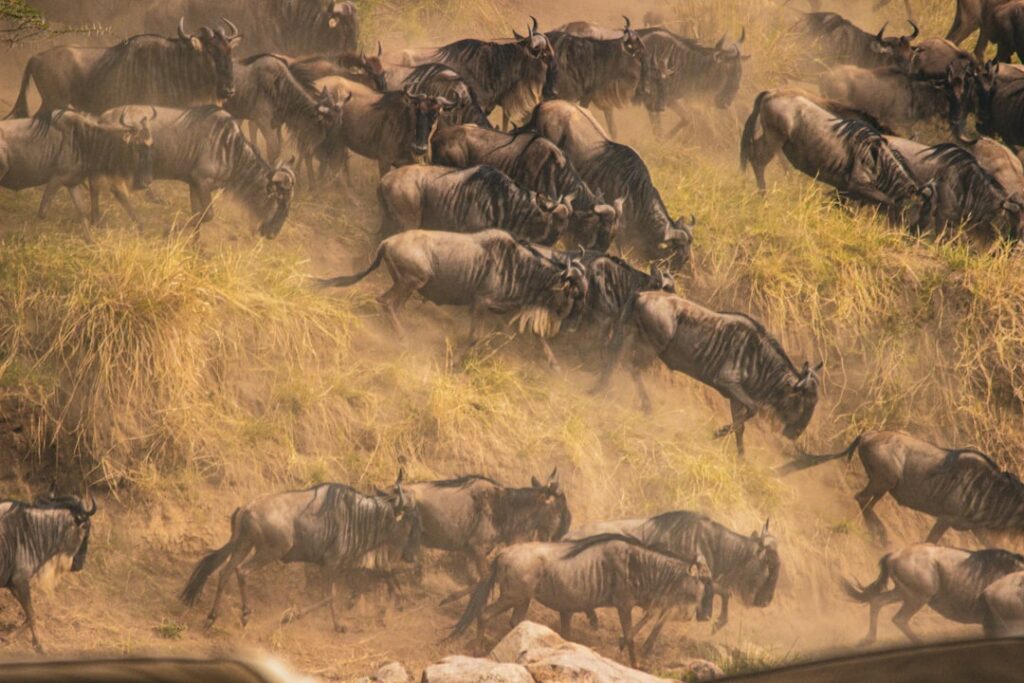 Uganda safari best time to visit