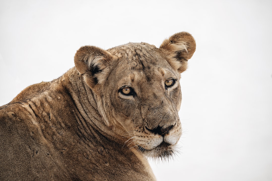 Noms de lionnes