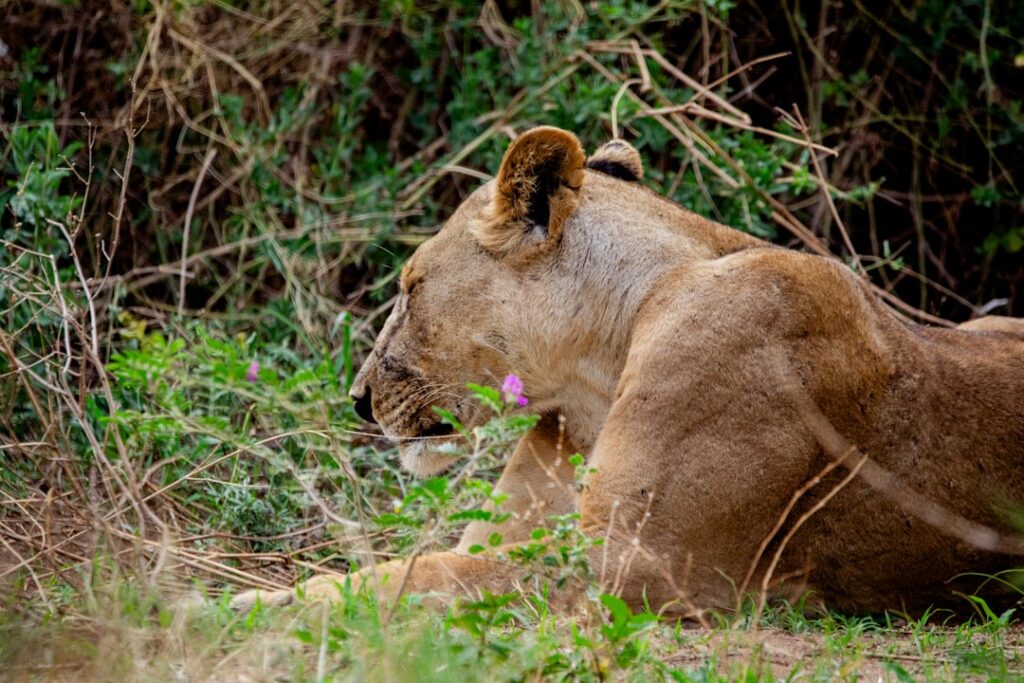 Female lion names