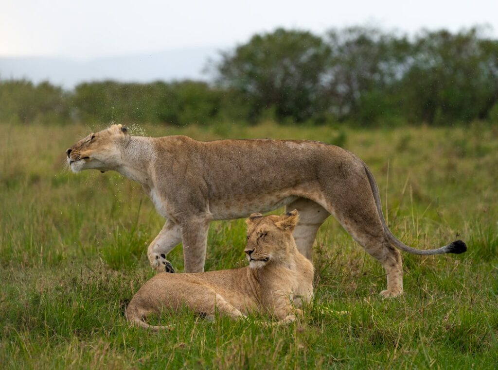 Female lion names